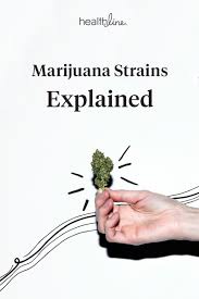 Your Beginner Guide To Marijuana Strains