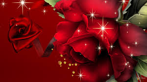 red rose wallpapers 68 images