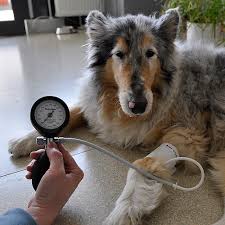 Es gibt einige voraussetzungen bei der messung zu hause, die man beachten sollte, um die messergebnisse nicht. Blutdruck Messen Beim Hund Praxisdienst Vet Blog
