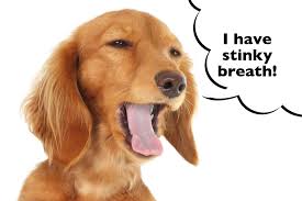 why does my dachshund s breath stink