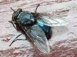 Common Flies In Alameda County Vector