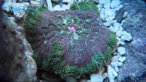 muss mini carpet anemone stictyla