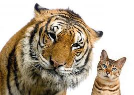 Of or belonging to the family felidae, which includes the lions, tigers, jaguars, and wild. Feline Nutrition Foundation
