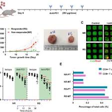 anti pd1 blockade using the mini tumor