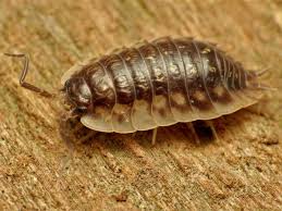 how to attract this recycler woodlouse