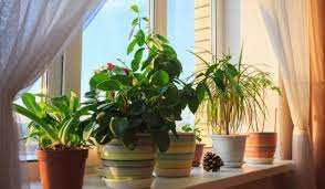 Best Indoor Plants As Per Vastu