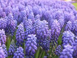 hyacinth meaning and symbolism bouqs