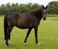 what-are-3-interesting-facts-about-horses