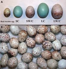 a real and model eggs used in the