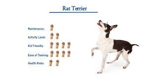 rat terrier dog breed everything you