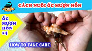 Ốc mượn hồn #4 - khả năng nuôi ốc mượn hồn (Hermit crab #4 - How to take  care of hermit crabs)