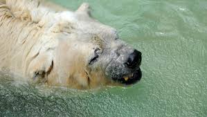 saddest polar bear s in argentina