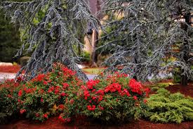 painting my garden with beautiful roses