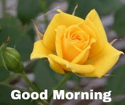 Check spelling or type a new query. Top 8 Good Morning Yellow Rose Pics Images Download Just Quikr Presents Birthday Wishes Festival