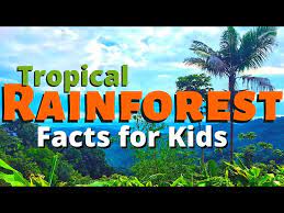rainforest facts for kids all about