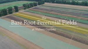 bare root perennial fields walters