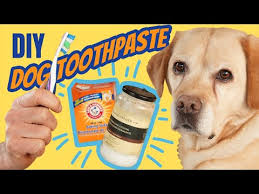 toothpaste for dogs diy and natural