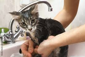 clean wet maine kitten in shower