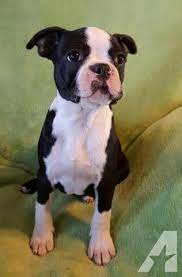 View all zip codes in or or use the free zip code lookup. Boston Terrier Puppies 14 Weeks For Sale In Medford Oregon Classified Americanlisted Com