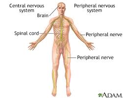 The sympathetic nervous system prepares the body for sudden stress, like if you witness a robbery. Sensorimotor Polyneuropathy Lima Memorial Health System