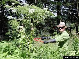 Giant Hogweed Heracleum Mantegazzianum Pest Tracker Caps Services