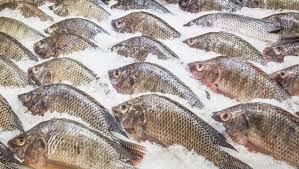 tilapia cultivation business tips and