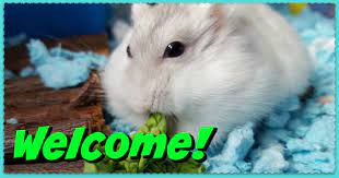 dwarf hamster care roborovski