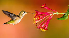 what-will-attract-the-most-hummingbirds