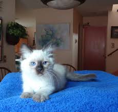 Our beautiful siamese, balinese, and oriental kittens have wonderful temperaments and are bred to meet and exceed the breed standard. Traditional Balinese Cats And Kittens