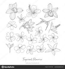 tropical flowers hand drawn sketches