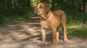 boerboels the south african guardians