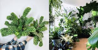 Indoor Plants In Vancouver