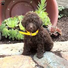 melon toy poodle puppy in