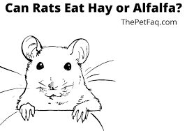 can rats eat hay what about alfafa
