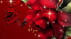 beautiful rose hd image with
