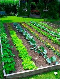 8 capable cool tips vegetable garden