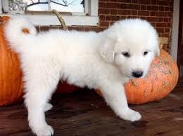 Great pyrenees puppies and dogs have an independent, somewhat stubborn nature, and may try to dominate a less secure owner. View Ad Great Pyrenees Litter Of Puppies For Sale Near Virginia Wingina Usa Adn 18793