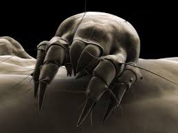 dust mites and allergies