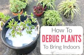 Bring Plants Inside Without Bugs
