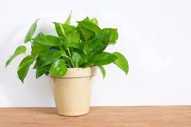 Feng Shui Plants In Your Home For Good Luck