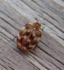 maryland biodiversity project varied