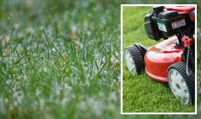 Winter Lawn Care Smart Ways To Make