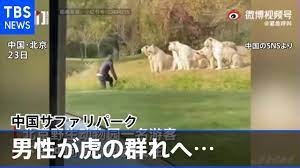 中国のサファリパークで客がトラの群れに急接近、その時トラは― - YouTube