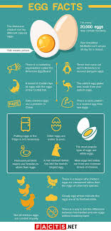 egg facts that will get you egg cited