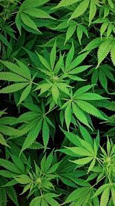Weed Android Wallpapers - KoLPaPer ...