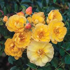 happy trails ground cover rose