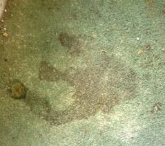 moldy carpet what you need to know