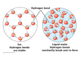 Which Has Stronger Hydrogen Bonds Water Or Ice Chemistry