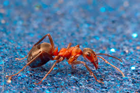 ant on a blue abstract background