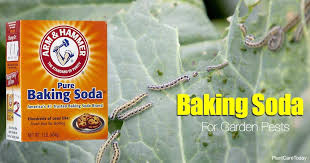 Baking Soda For Garden Pests